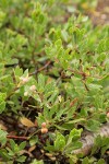 Pinemat Manzanita fruit & foliage