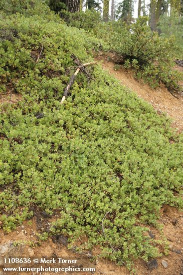 Arctostaphylos nevadensis