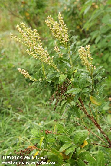 Leucothoe davisiae