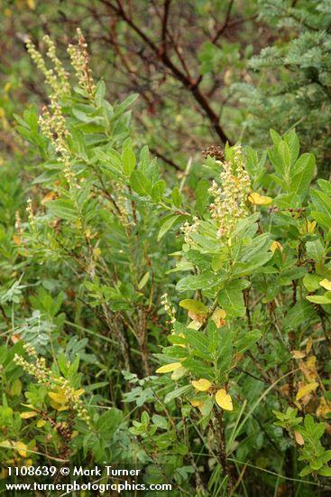 Leucothoe davisiae