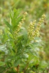 Sierra Laurel foliage & fading blossoms