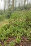 Sierra Laurel w/ Green Manazinta; Western White Pines bkgnd