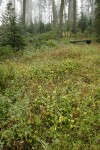 California Pitcher Plants in fen w/ Western White Pines bkgnd