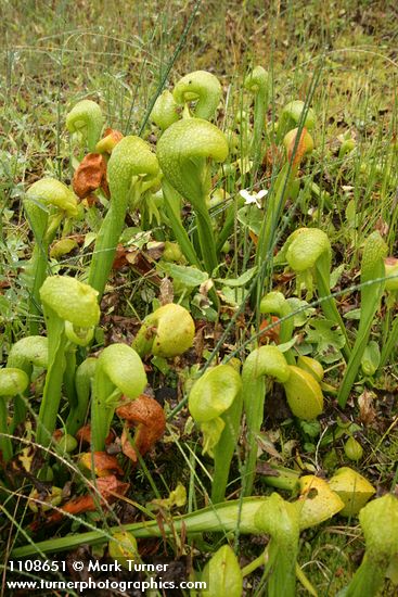 Darlingtonia californica