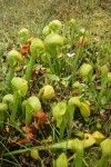 California Pitcher Plants