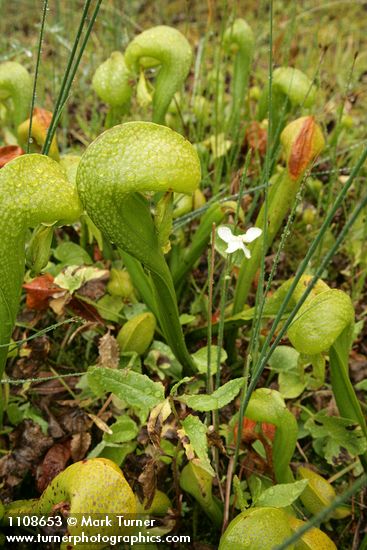 Darlingtonia californica; Parnassia palustris