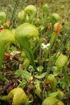 California Pitcher Plants w/ Marsh Grass of Parnassus blossom