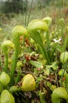 California Pitcher Plants w/ Marsh Grass of Parnassus blossom