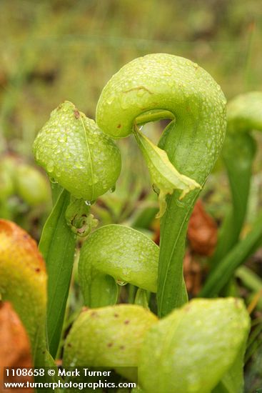 Darlingtonia californica