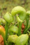 California Pitcher Plants