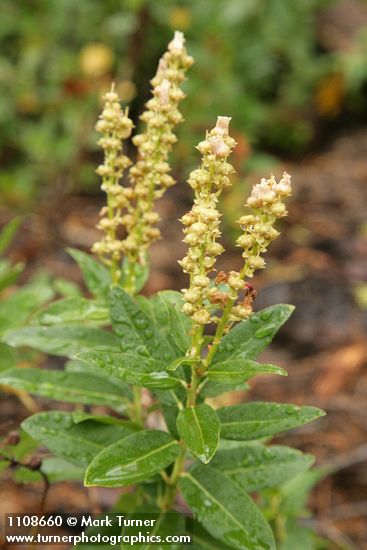 Leucothoe davisiae