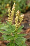 Sierra Laurel foliage & fading blossoms