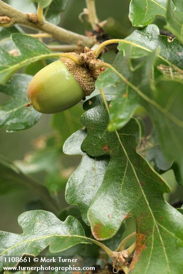 Quercus garryana