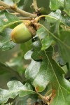 Oregon White Oak acorn among foliage