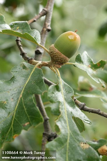 Quercus garryana