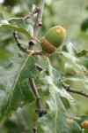 Oregon White Oak acorn among foliage