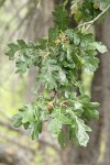 Oregon White Oak foliage