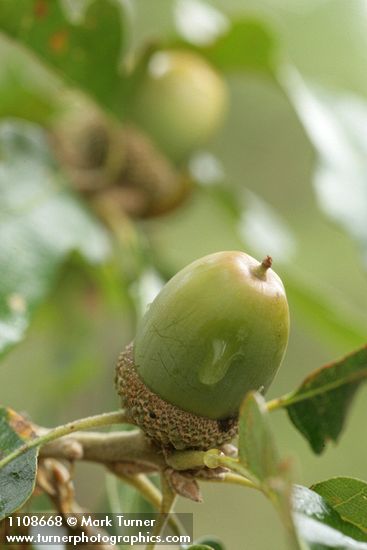 Quercus garryana