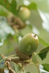 Oregon White Oak acorn