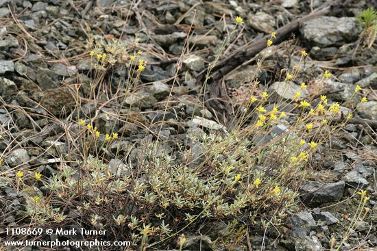 Eriogonum congdonii