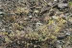 Congdon's Buckwheat