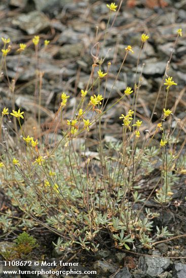 Eriogonum congdonii