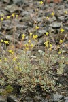 Congdon's Buckwheat