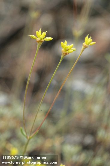 Eriogonum congdonii