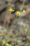 Congdon's Buckwheat blossoms