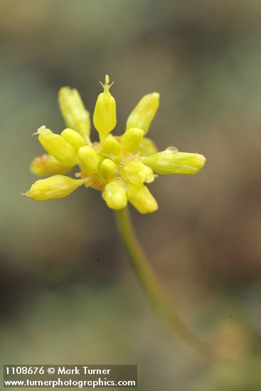 Eriogonum congdonii