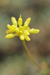 Congdon's Buckwheat blossoms detail