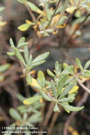 Eriogonum congdonii