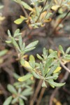 Congdon's Buckwheat foliage