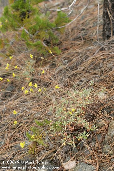 Eriogonum congdonii