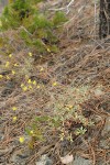 Congdon's Buckwheat