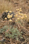 Siskiyou Buckwheat