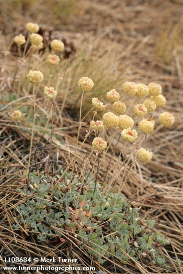 Eriogonum siskiyouense