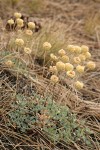 Siskiyou Buckwheat