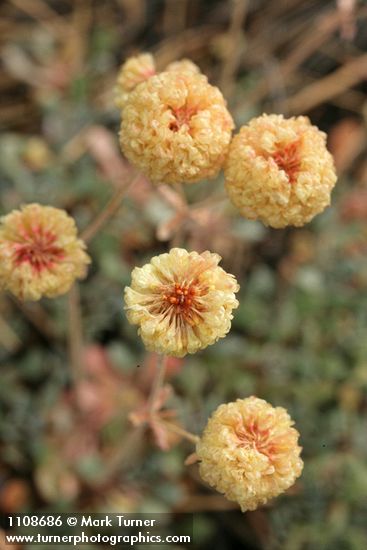 Eriogonum siskiyouense