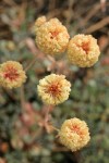 Siskiyou Buckwheat blossoms