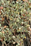 Siskiyou Buckwheat foliage