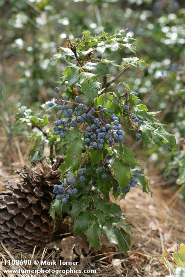 Mahonia aquifolium