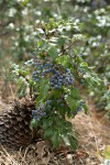 Shining Oregon-grape in fruit w/ Jeffrey Pine cone at base