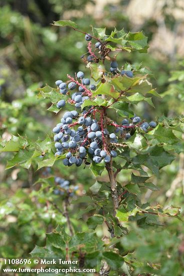 Mahonia aquifolium