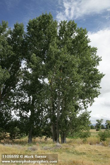 Populus fremontii