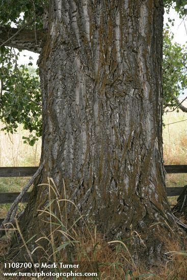 Populus fremontii