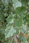 Fremont Cottonwood foliage