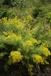 Parry's Rabbitbrush