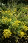 Parry's Rabbitbrush