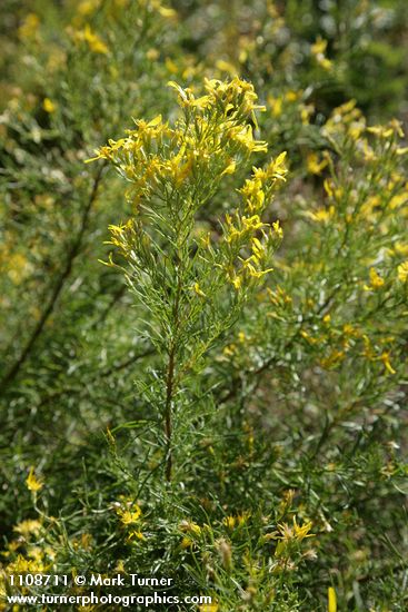 Ericameria parryi